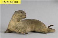 藏品(水獺)的圖片